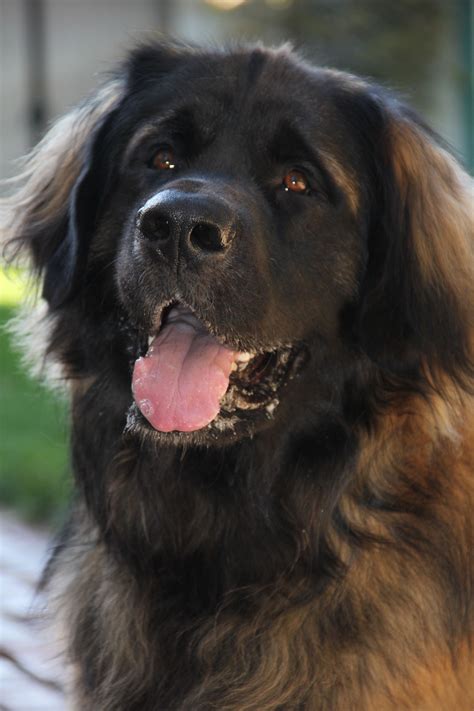 Leonberger Dog Breeds Cute Cats Dogs Large Dog Breeds