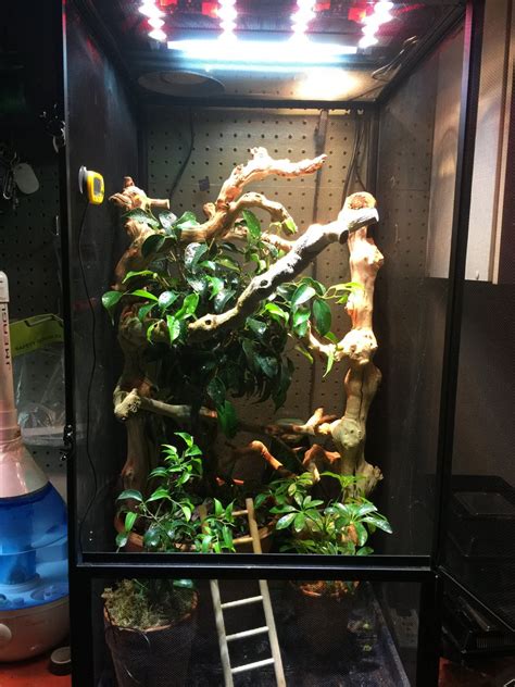 The veiled chameleon (chamaeleo calyptratus) is a species of chameleon (family chamaeleonidae) native to the arabian peninsula in yemen and saudi arabia. ***The Official Enclosure Picture Thread*** | Page 23 ...