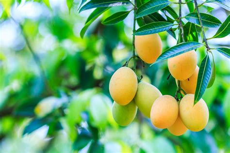 How To Grow Mango Expert Tips And Growing Guide Seasol