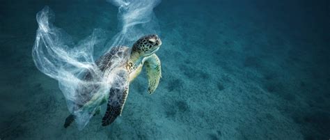 What Is The Effect Of Ocean Plastics On Marine Life Purpose Rising Blog