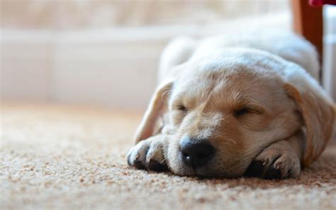 4k Puppy Sleeping Wallpapers High Quality Download Free