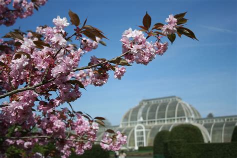 Best Time To See Cherry Blossom In London 2024 When To See Roveme