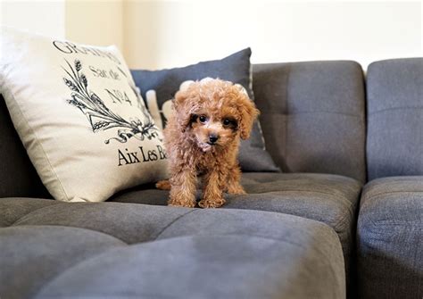 The series is hosted by curt menefee alongside expert trainer nick white and sideline reporting by jamie little. Blake the Teacup Poodle ($3,300) - Top Dog Puppies