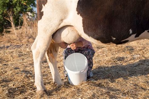 Theres One Key Factor That Shows Why Organic Milk Is Healthier For You