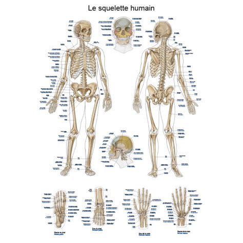 Planche anatomique Le squelette humain 50 x 70 cm Français et