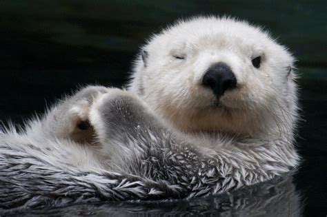 Captive Close Up Of A Sea Otter Photograph By Mark Newman Fine Art