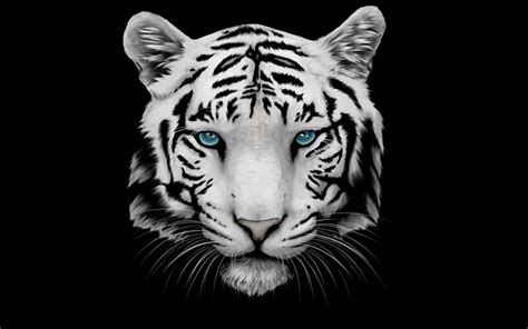 Bộ Sưu Tập 500 Background White Tiger Sang Trọng đẹp Mắt