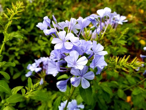 Plumbago Auriculata Alchetron The Free Social Encyclopedia