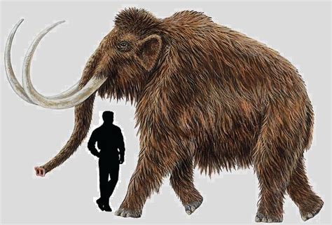Mammuthus Primigenius Wiki Prehistórico
