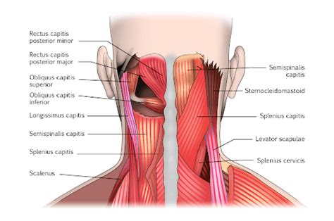 Cervical Spine Posterior Muscles