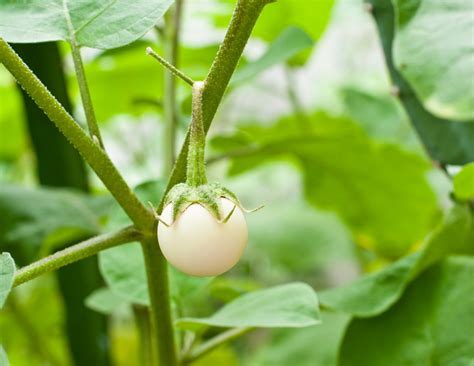 Growing White Eggplants Learn About Common White Eggplant Varieties
