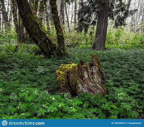 Tree Trunk Covered In Moss Surrounded By Low Lying Flowering Vegetation