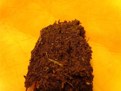 When i woke up the next morning i saw rashes and bites on my body. White Bugs in Soil? - Cannabis Infirmary - International ...