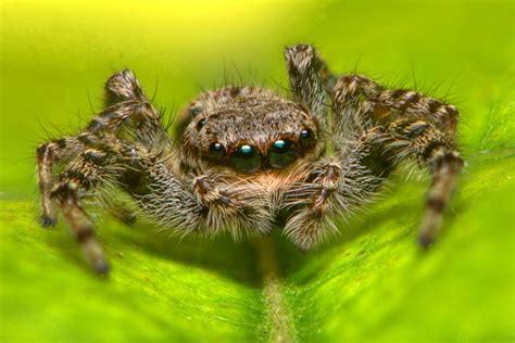 An Opticians Dream A Jumping Spider With 8 Eyes And 360 Flickr
