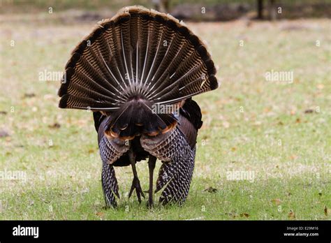 Wild Male Turkey Meleagris Gallopavo Breeding Display Cumberland