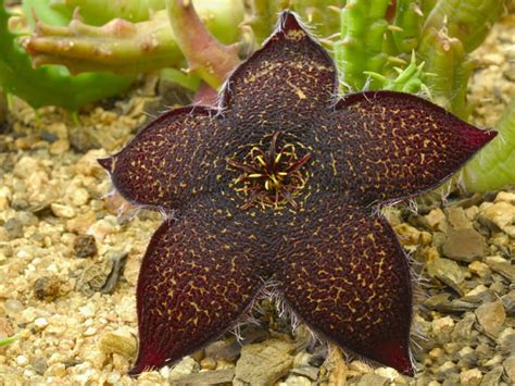 Additional cacti in the photographs are for demonstrative purposes only saying no will not stop you from seeing etsy ads, but it may make them less relevant or more repetitive. Tridentea gemmiflora (Black Carrion Flower) | Carrion ...