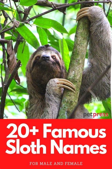 Top 20 Famous Sloths Names From Movies Petpress