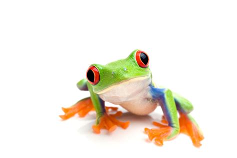 How Many Red Eyed Tree Frogs Can Live Together Amphipedia