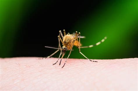 Który z gatunków plasmodium jest najbar… objawy malarii? What Is Malaria? And Are You at Risk? - University Health News
