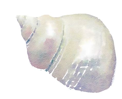 Free To Use Png Seashell Free Watercolor By Anjelakbm On Deviantart