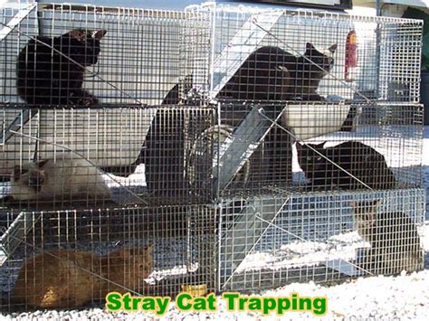Stray Cat Trapping How To Trap Feral Cats