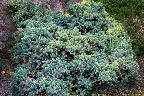 20 Evergreen Shrubs For A Perfect Garden