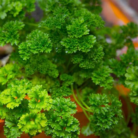 Parsley Curly Leaf Loganberry Forest Heirloom Seeds
