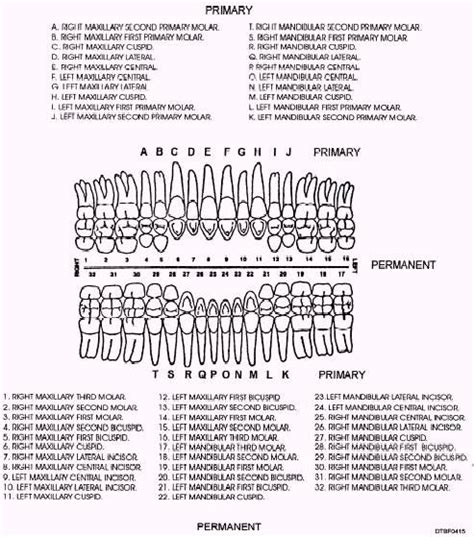Tooth Numbering And Naming Dental Assistant Study Dental Hygenist