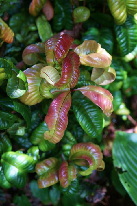 Unknown Crinkle Leaf Shrub With Red New Growth 1 Flickr