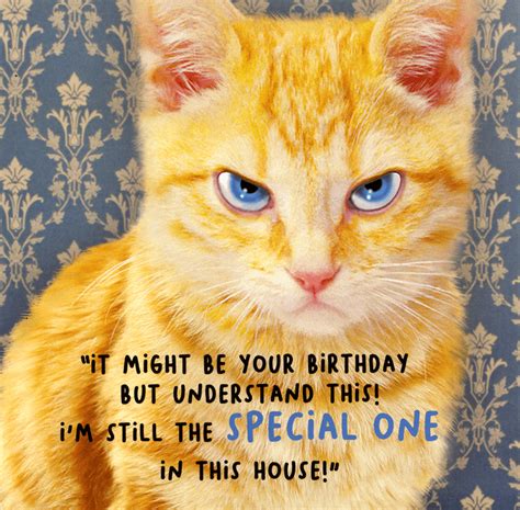 Funny Card Your Birthday But Cat Still Special One Comedy Card Company