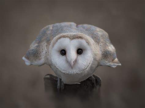 Fondos De Pantalla 1600x1200 Aves De Cerca Búhos Barn Owl Animalia