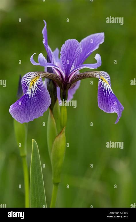 Blue Flag A Wild Iris In Flower In Marshland Newfoundland Stock