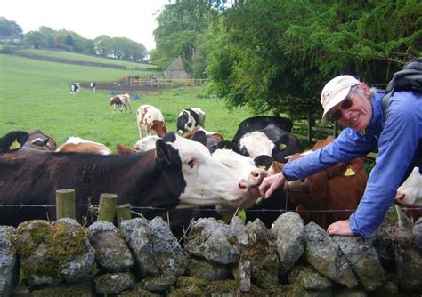 5 Ways Cows Show Affection How They Bond With Humans Fauna Facts