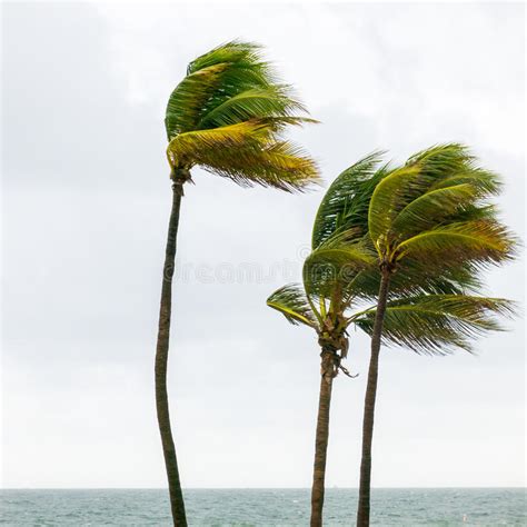 Palm Trees In Tropical Storm Fort Lauderdale Usa Stock Image Image