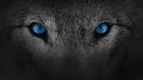 Blue Wolf Eyes Wallpapers Top Free Blue Wolf Eyes Backgrounds