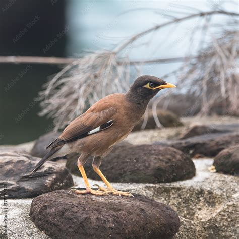 Common Mynaexotic Black Bird In Tahiti French Polynesia Stock Foto