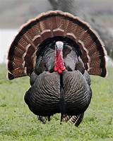 For the bird, see turkey (bird). Wild Turkey - Meleagris gallopavo - NatureWorks