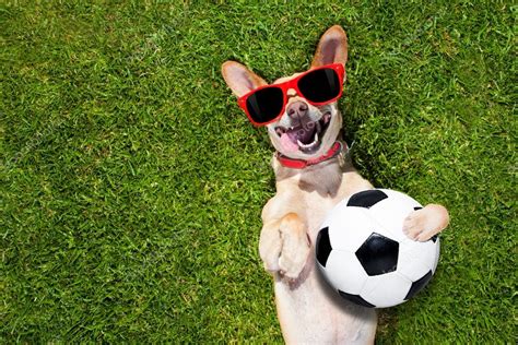 Dog Plays With Soccer Ball — Stock Photo © Damedeeso 121268548