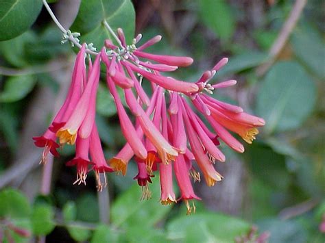 From many places, gardens, wild flowers etal. Vines Native to Central Florida - Sharons Florida ...