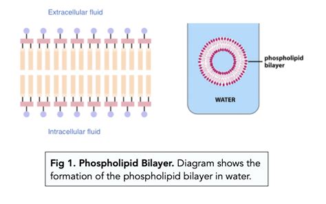 Phospholipid Bilayer A Level Biology Study Mind