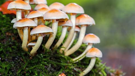 27 Hilariously Nasty Sounding Mushroom Species Names | Mental Floss