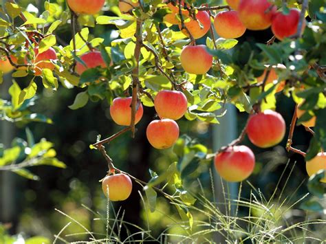 Wallpaper Fruit Garden Apple Tree Fresh Apples 2560x1600