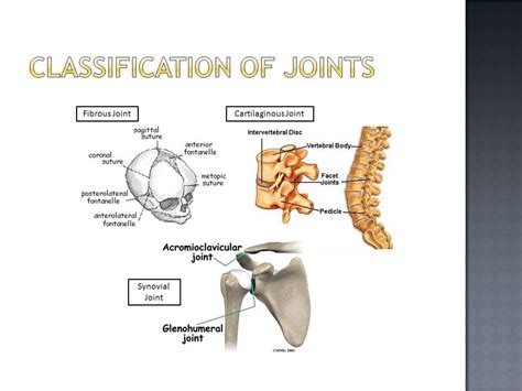 Topic 41 Types Of Joints In The Human Body Diagram Quizlet