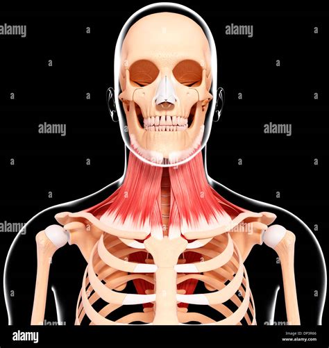 Human Neck Musculature Artwork Stock Photo Alamy