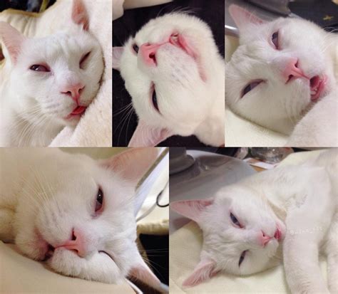 Oleh karena itu, di artikel kali ini jaka akan kasih kumpulan caption lucu instagram yang bisa kamu pakai untuk memancing perhatian netizen. Kucing Ini Diklaim Memiliki Wajah Paling Jelek Sedunia Saat Tidur