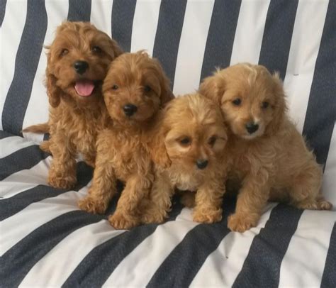 We raise amazing mini bernedoodle puppies and beautiful colored cockapoo puppies. Cavapoo Puppies For Sale | Minneapolis, MN #154212