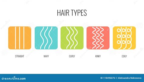 Vector Illustration Of A Hair Types Chart Displaying All Types And