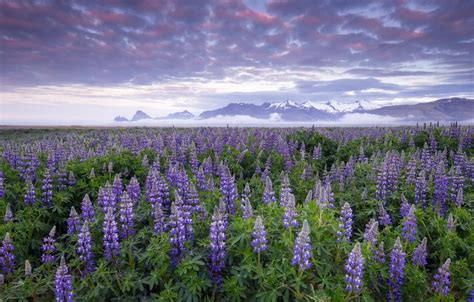 Lupine Flowers Iceland Wallpapers Wallpaper Cave