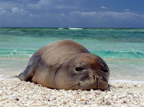 Hawaiian Monk Seal Natural History On The Net