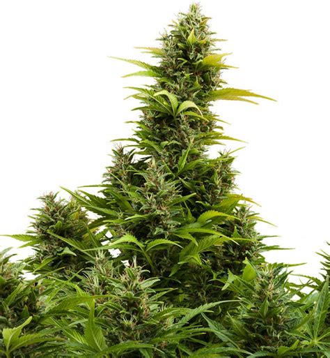 Buddha Seeds Medikit Autoflowering Feminizovaná Semena Konopí